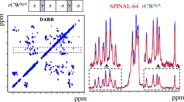 Improving spectral resolution in biological solid-state NMR using phase-alternated rCW heteronuclear decoupling