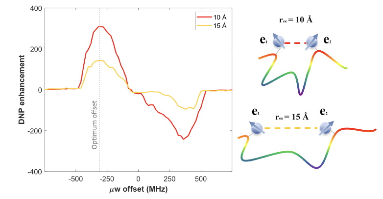 Dynamic Nuclear Polarization-Enabled Quantum Sensing for Investigating Peptide Configurations